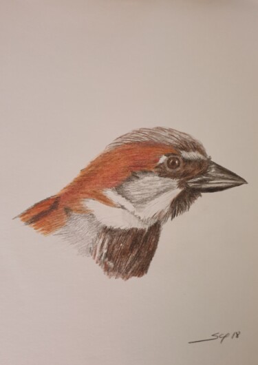 Painting titled "Pardal" by São Vieira, Original Artwork, Pencil
