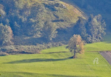 Photographie intitulée "Bel arbre" par Jean-Michel Liewig, Œuvre d'art originale, Photographie numérique