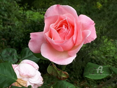 Photography titled "A Pink Rose in the…" by Aurelio Nicolazzo, Original Artwork, Digital Photography