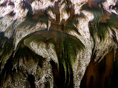 Photographie intitulée "Floraison sur le Ch…" par Loïc Le Douce (logan108), Œuvre d'art originale, Photographie numérique