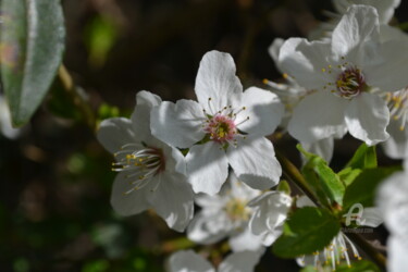 Beauté du printemps – Beauty of spring