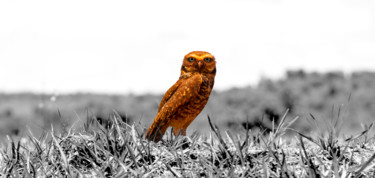 Fotografia intitulada "Hibou Rouge" por Dom Cadres, Obras de arte originais, Fotografia Manipulada