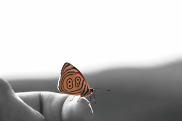 Fotografia intitulada "Borboleta 88" por Dom Cadres, Obras de arte originais, Fotografia Manipulada