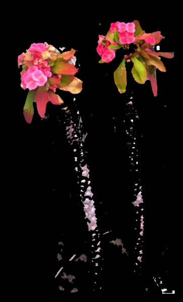 Photographie intitulée "curiosité à l'hôtel…" par Mysane, Œuvre d'art originale, Photographie numérique