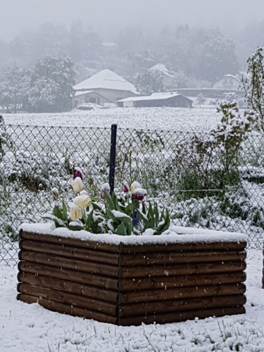 Photographie intitulée "Neige à Blonay Suis…" par Carlos Vieira, Œuvre d'art originale, Photographie non manipulée