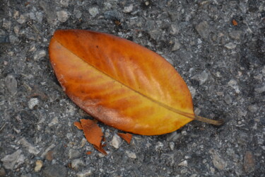 Feuille d'automne Photographie intitulée "Feuille d'automne" par Michel Jegerlehner, Œuvre d'art originale, Photographie non manipulée