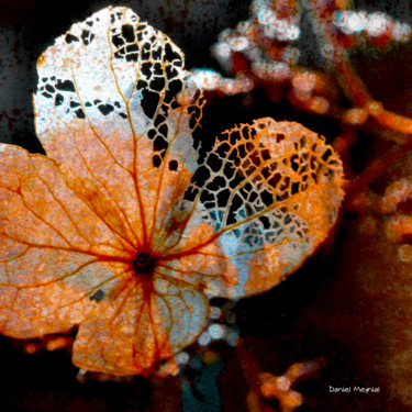 soirée dentelles Photographie intitulée "soirée dentelles" par Daniel Meynial, Œuvre d'art originale, Photographie numérique