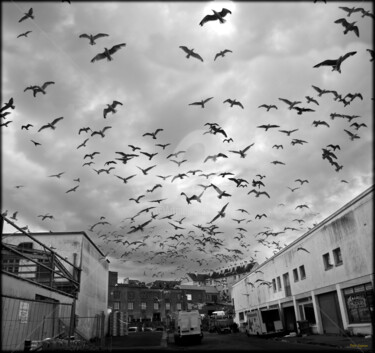 Photographie intitulée "The birds" par Peter Soyman, Œuvre d'art originale, Photographie numérique