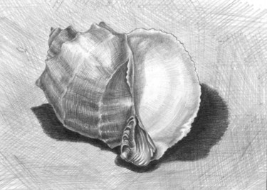 图画 标题为“Shell. Ракушка” 由Владимир Абаимов, 原创艺术品, 铅笔