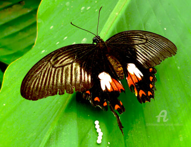 Fotografie mit dem Titel "butterfly house cen…" von Gor Don(Gnie), Original-Kunstwerk, Digitale Fotografie