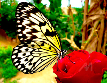 Fotografie mit dem Titel "butterfly house cen…" von Gor Don(Gnie), Original-Kunstwerk, Digitale Fotografie