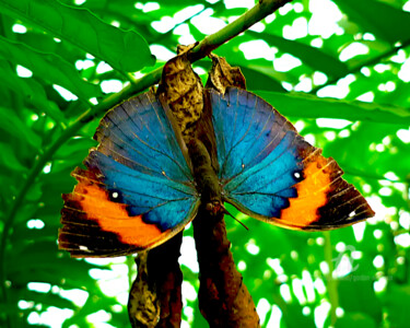 Fotografie mit dem Titel "butterfly house cen…" von Gor Don(Gnie), Original-Kunstwerk, Digitale Fotografie