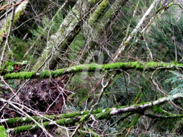 Photographie intitulée "Forêt vosgienne" par Pascaline, Œuvre d'art originale, Photographie numérique
