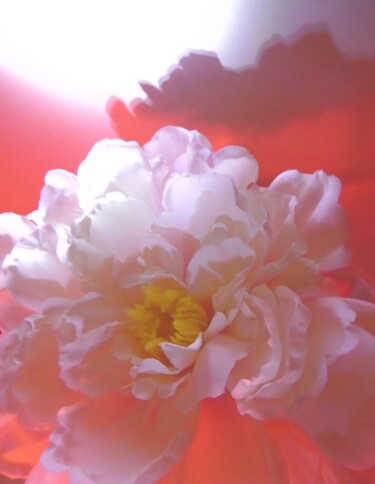 La pivoine blanche Photographie intitulée "La pivoine blanche" par Béatrice Marie Penaud, Œuvre d'art originale, Photographie numérique