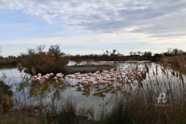 Fotografia zatytułowany „Parc Ornithologique…” autorstwa Martine Maury, Oryginalna praca, Fotografia cyfrowa