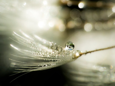 Perles - rosée 4-2 Photographie intitulée "Perles - rosée 4-2" par Josy Moderne, Œuvre d'art originale, Photographie numérique