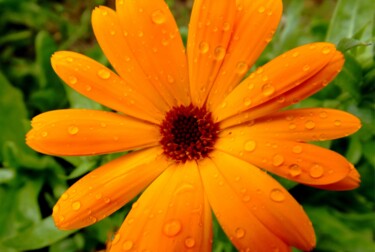 Photography titled "Dew" by Eric Vadé, Original Artwork, Digital Photography