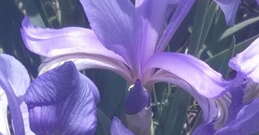 FLOWER X, 2nd Gen, Large Canvas Photography titled "FLOWER X, 2nd Gen,…" by Curtis H. Jones, Original Artwork, Digital Photography Mounted on Wood Stretcher…