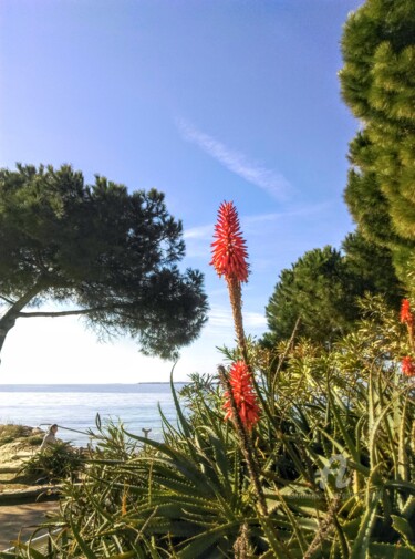 Fotografía titulada "Plante Grasse" por Patrice Le Gall, Obra de arte original, Fotografía no manipulada