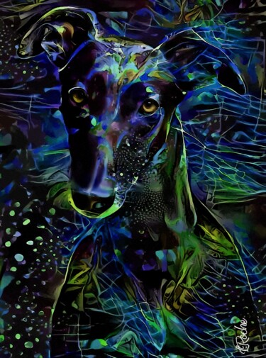 Night Dog