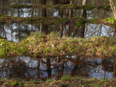 제목이 "Forêt, marais, ciel…"인 사진 Jean-Michel Liewig로, 원작, 조작되지 않은 사진
