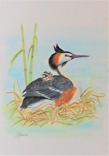 Grèbe huppé et son petit - aquarelle originale signée Painting titled "Grèbe huppé et son…" by Patricia Giroldini Hyvernat, Original Artwork, Watercolor