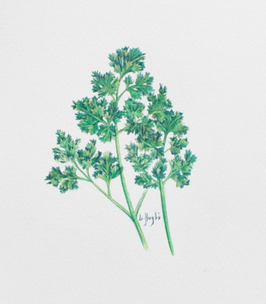 persil frisé Dessin intitulée "persil frisé" par Laure Ferrando, Œuvre d'art originale, Crayon