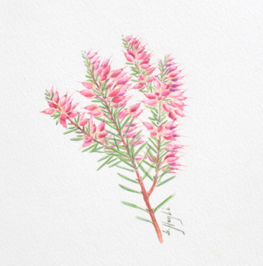 Bruyère Peinture intitulée "Bruyère" par Laure Ferrando, Œuvre d'art originale, Crayon