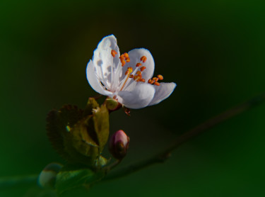 PARABOLE D'ETAMINES