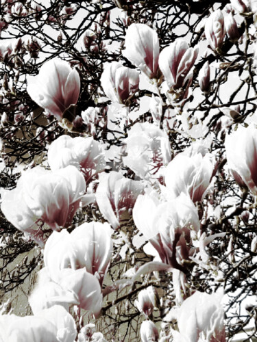 Magnolien