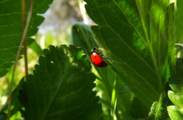 "Una Maraquita" başlıklı Fotoğraf Eric Vadé tarafından, Orijinal sanat, Fotoşopsuz fotoğraf