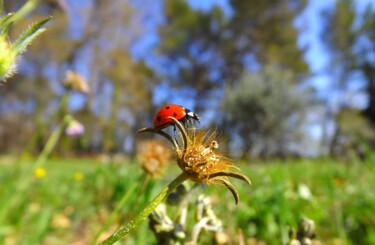 "La Maraquita" başlıklı Fotoğraf Eric Vadé tarafından, Orijinal sanat, Fotoşopsuz fotoğraf
