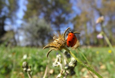 제목이 "Beetle on take off"인 사진 Eric Vadé로, 원작, 조작되지 않은 사진