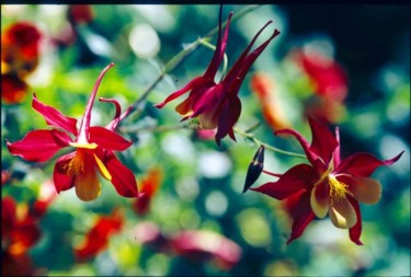 Photographie intitulée "Fuschias" par Odile, Œuvre d'art originale