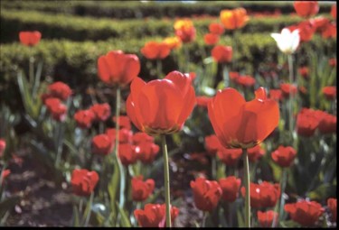 Photographie intitulée "Tulipes II" par Odile, Œuvre d'art originale