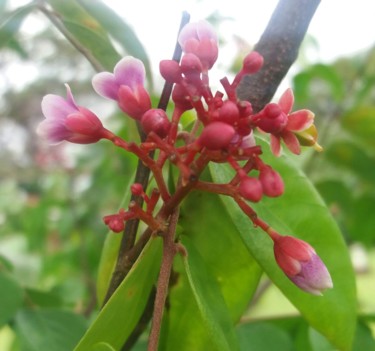 제목이 "Flor da carambola"인 사진 Paulo Gonzalez로, 원작, 조작되지 않은 사진