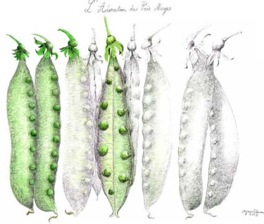 图画 标题为“L'Adoration des Poi…” 由Myriam Schmaus, 原创艺术品, 铅笔 安装在纸板上