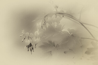 Photography titled "Bleeding Heart" by Elke Matthaeus, Original Artwork, Digital Photography