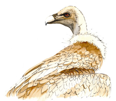 Sioul le vautour Dessin intitulée "Sioul le vautour" par Agnès Molinaro, Œuvre d'art originale, Aquarelle