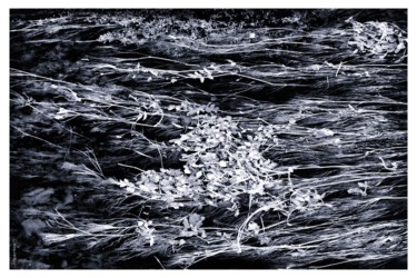 「Herbes au fil de l'…」というタイトルの写真撮影 Gérard Bertrandによって, オリジナルのアートワーク, デジタル