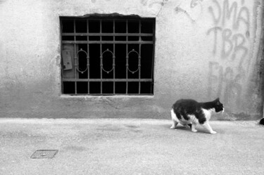 摄影 标题为“Cat in Zagreb.” 由Alen Gurovic, 原创艺术品, 非操纵摄影