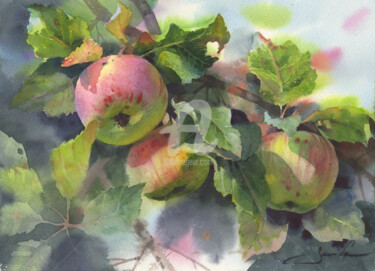 APPLES ON A BRANCH Painting titled "APPLES ON A BRANCH" by Samira Yanushkova, Original Artwork, Watercolor