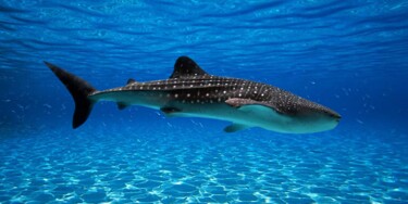 Digital Arts titled "Tiger shark. Sea cr…" by Radiy Bohem, Original Artwork, Digital Photography