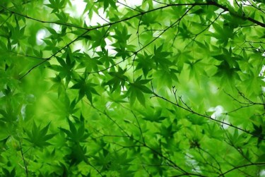 Digital Arts titled "Fresh green maple.…" by Radiy Bohem, Original Artwork, Digital Photography