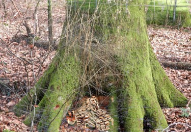 A l'intérieur de l’arbre coupé...