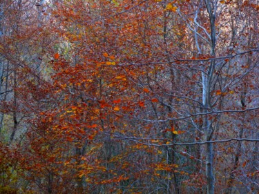 Couleurs d'automne Photographie intitulée "Couleurs d'automne" par Philippe Berthier, Œuvre d'art originale, Photographie numérique