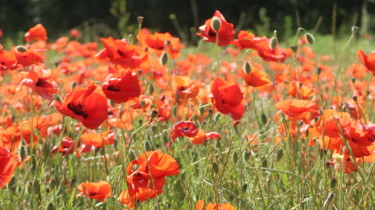 Photography titled "Poppies (new), phot…" by Liza Peninon, Original Artwork, Digital Photography