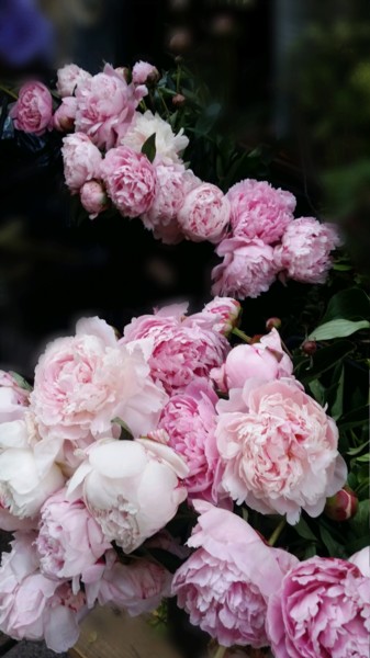Photography titled "Chemin de pivoines" by Emma Laflute, Original Artwork, Digital Photography