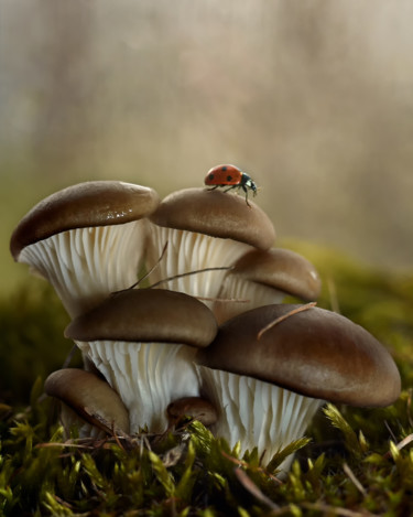 Where is the ladybug in a hurry? Fotografia zatytułowany „Where is the ladybu…” autorstwa Ekaterina Bokova, Oryginalna praca, Fotografia cyfrowa