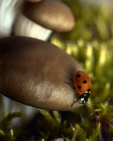 제목이 "Ladybug on a mushro…"인 사진 Ekaterina Bokova로, 원작, 디지털